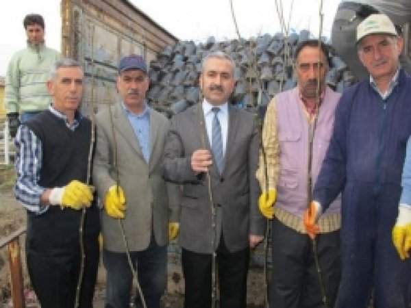 Bingöl De 13 Bin Ceviz Fidanı Dağıtılacak 