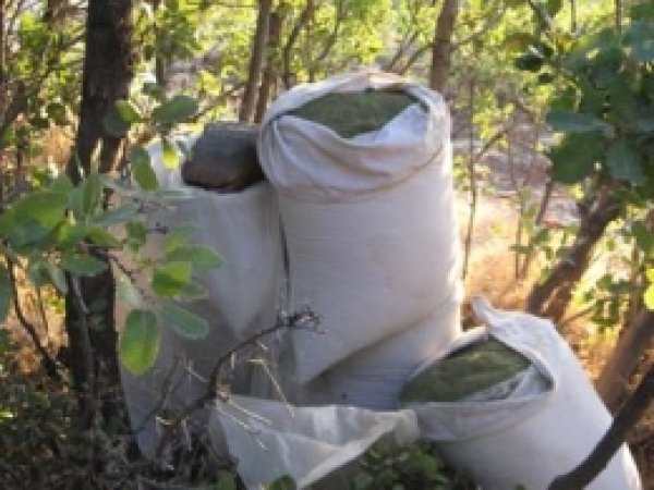 Diyarbakır'da 591 Kilo Esrar Ele Geçirildi 