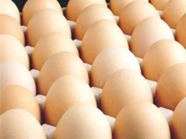 Yumurta Üretimi Yüzde 5,1 Arttı 