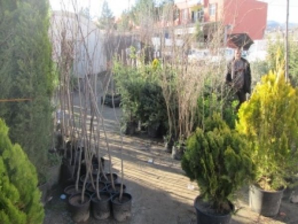 Bahar Geldi Ağaçlar Satışa Çıktı 