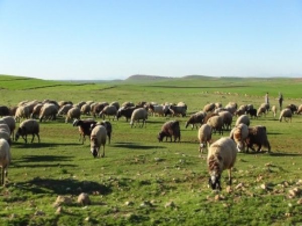 Çınar'da Hayvancılık Sektörü İstatistikleri 