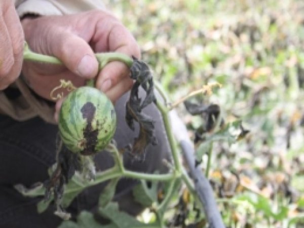 Fırtına Turfanda Karpuzu Vurdu Çiftçi Perişan 