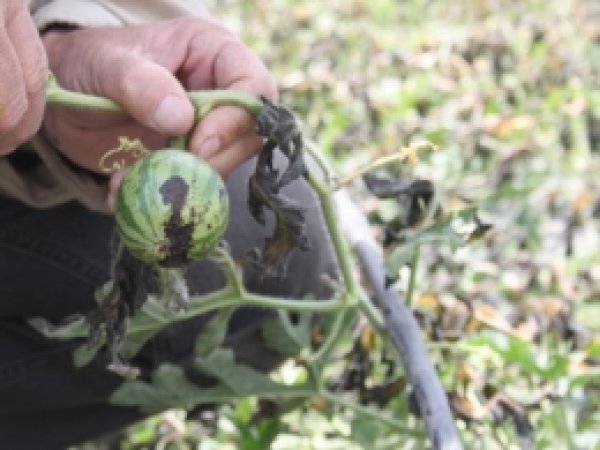 Tarsus'taki Afet Meclis'e Taşındı 