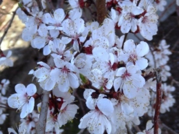 Bitlis'te Ağaçlar Çiçek Açtı 