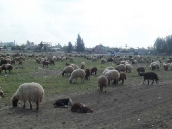 Tarsus'ta Hayvan Besicilerine Uyarı 