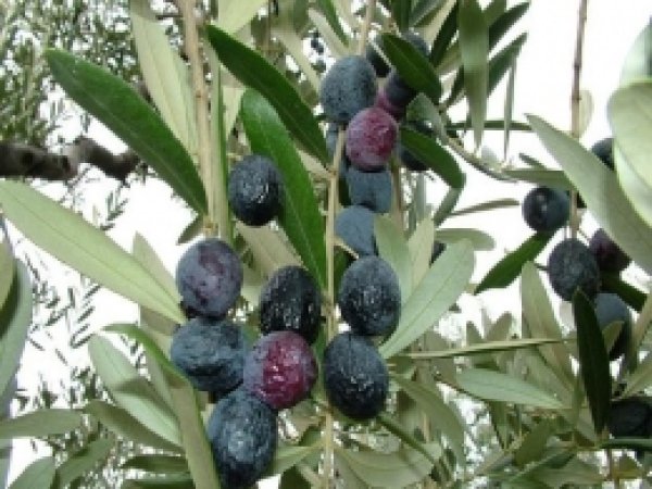 Birinciye Kilosu Kadar Zeytin Verilecek 