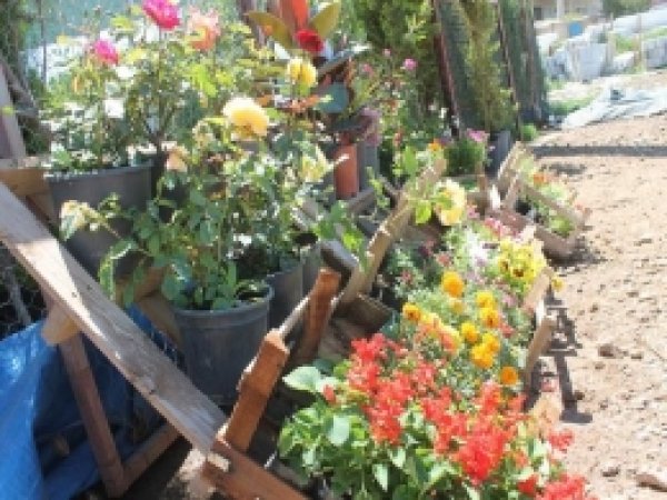 Baharın Gelmesiyle Fidan Satışları Arttı 