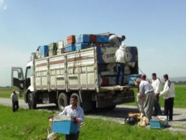 Göçebe Arıcılar Yaylaya Dönüş Yapıyor 