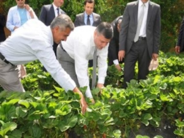 Sason'da Çilek Üretimi Artıyor 