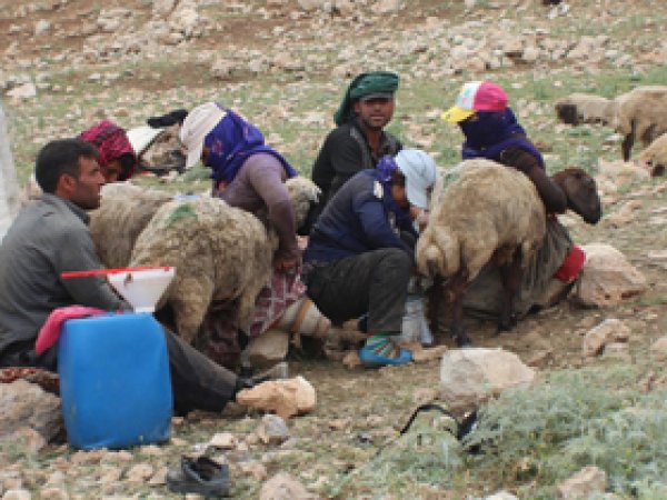 Göçerlerin Zorlu Yayla Yolculuğu Başladı 