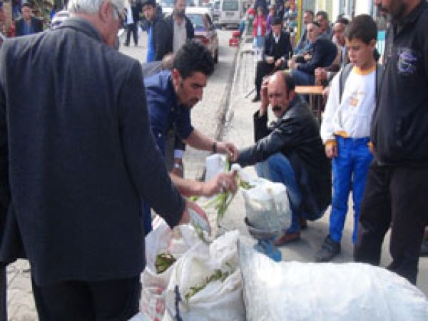 Karlıova'nın Dağ Bitkileri Tezgahlarda Yerini Aldı