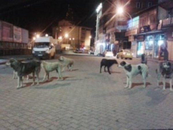 Halk Sokak Köpeklerinden Rahatsız 