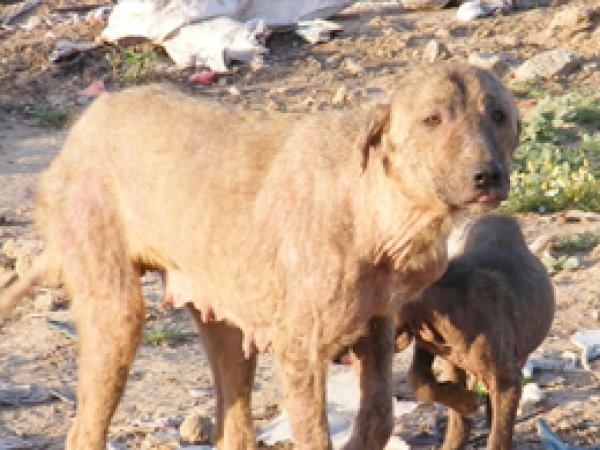 'Uyuz Köpekler Halkı Tedirgin Ediyor'
