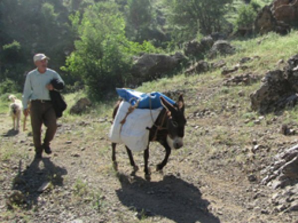 Göçerler Yayla Yollarında 