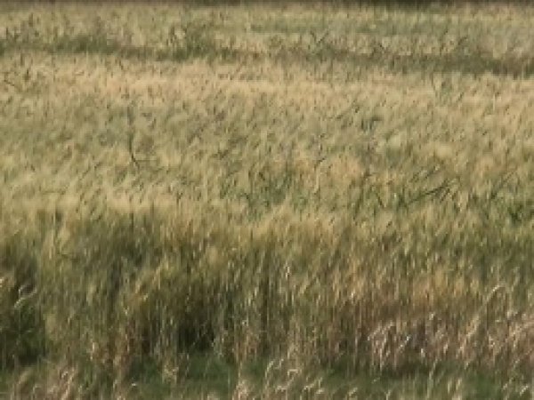 Şanlıurfa'da  Sulama Projeleri Yetersiz Kalıyor 