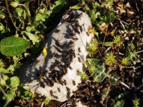 Hakkari'de Çekirge İstilası
