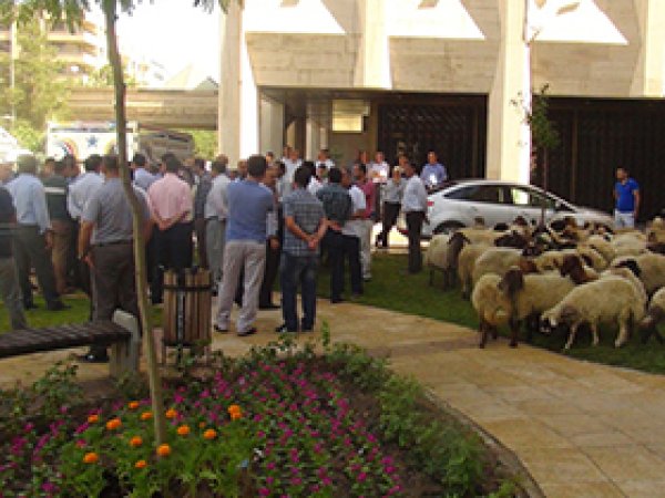 Koyunlarla Belediyeyi Bastılar
