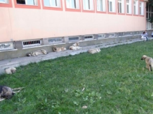 Muş'ta Başıboş Köpek Sorunu Hala Sürüyor 