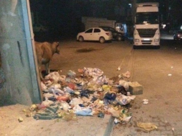Başıboş Hayvanlara ve Çöp  Yığınlarına Tepki