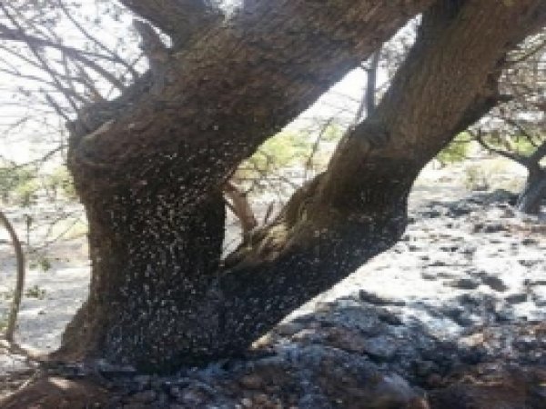 150 Hektarlık Bağ Üzümü ve Bahçe Kül Oldu 