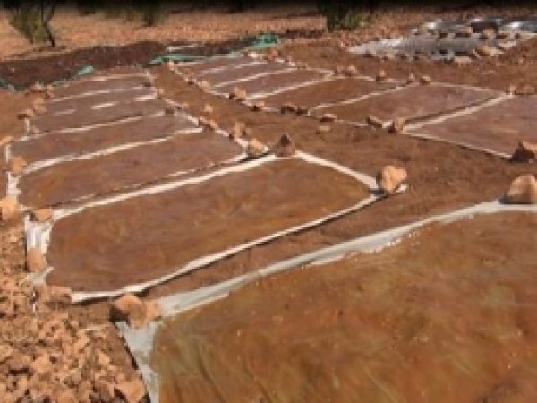 Şanlıurfa'da Bağbozumuna Başlandı 