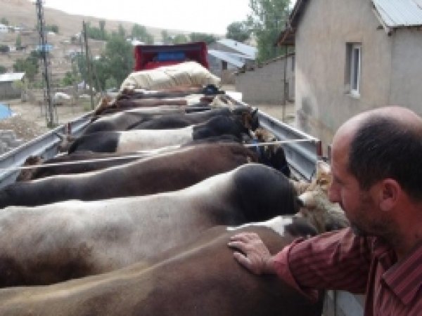Kurbanlıklar Muş'tan Yola Çıktı 