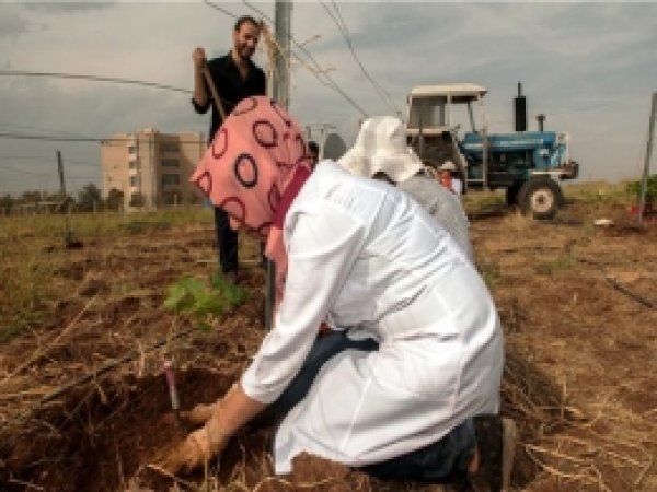 D.Ü Diyarbakır İklimine Uygun Üzümü Araştırıyor