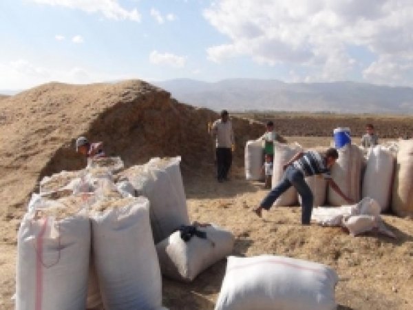 Saman Fiyatları Düştü Ama Müşteri Yok 