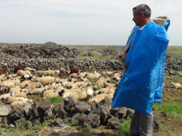 Çobanların zor şartlardaki sığınağı, kûlav