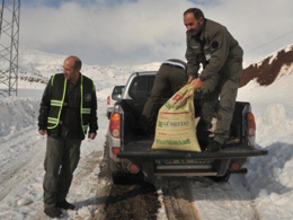 Şırnak’ta yabani hayvanlara yem