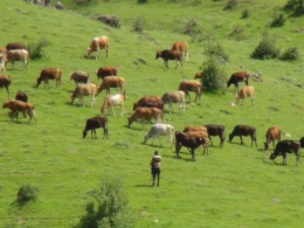 Bitlis'te çalınan hayvanlar Muş'ta bulundu