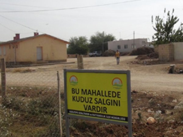 Köpek kuduz çıkınca köy karantinaya alındı