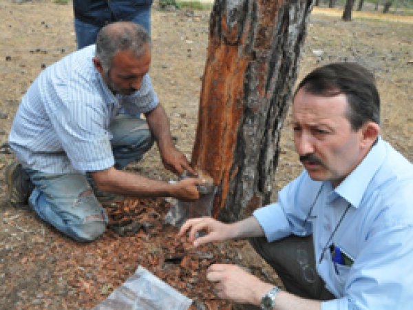 Mersin'de reçine üretimi eğitimi verildi