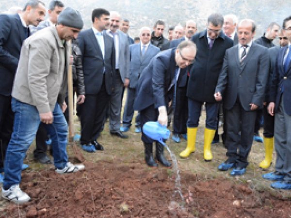 Siirt'te 40 bin adet fıstık fidanı toprakla buluştu