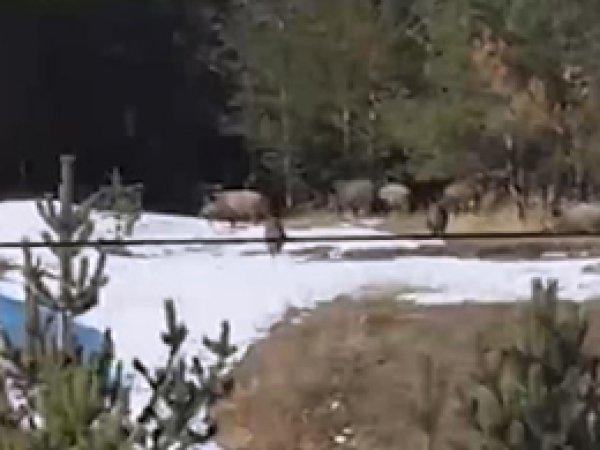 Çamlıçatak'ta domuzlar sürü halinde geziyor