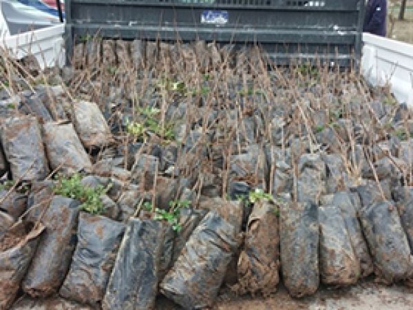 200 bin fıstık çöğürü dağıtıldı