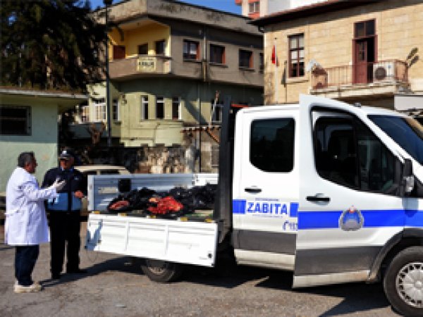 Mersin'de at etine suçüstü