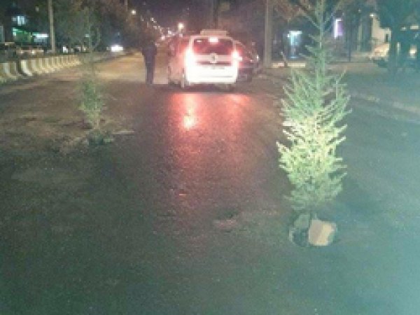 Yolda oluşan çukurlara fidan diktiler      