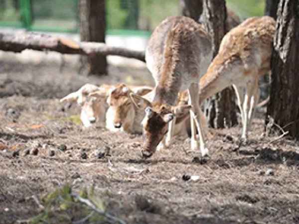 Türkiye'nin ilk safari parkı açılıyor