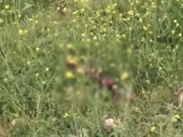 Gaziantep’te bulunan kesik bacak sırrı çözüldü
