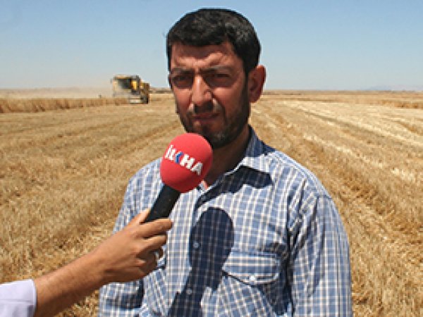 Buğday çiftçinin yüzünü güldürdü