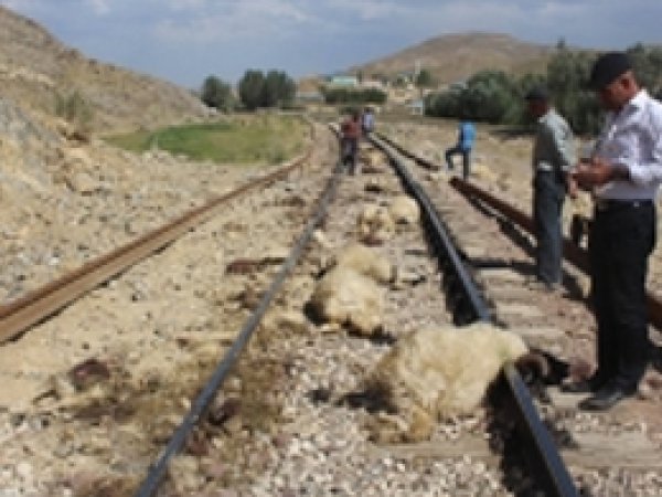 Van’da sürüye çarpan tren 50 koyunu telef etti