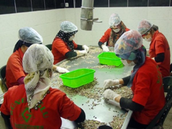 Baklavalık fıstık hazırlayan tesislerde yoğunluk