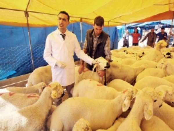 Seyhan'da Kurban Satış ve Kesim Noktaları Belirlendi