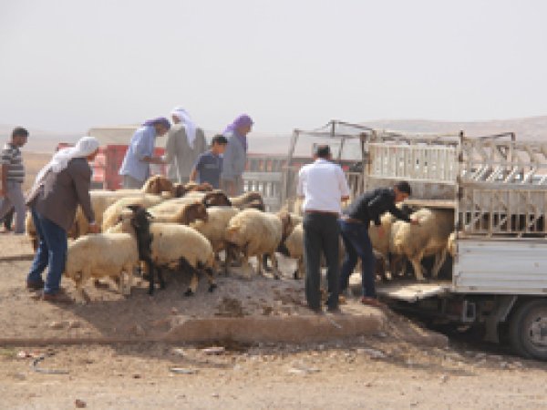 Şanlıurfa'da kurbanlıklar pazara indi