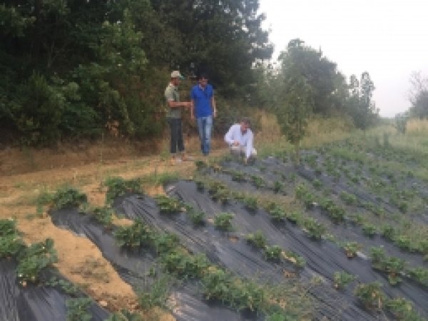Kocaeli'de çiftçiye alternatif ürün desteği