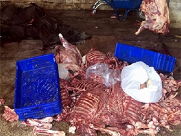 Aydın'da 5 ton kaçak domuz eti yakalandı