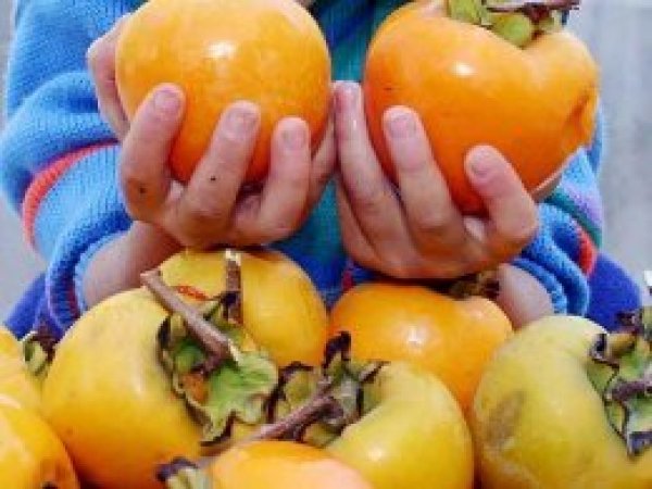 Midesinden 'cennet hurması' çıktı 
