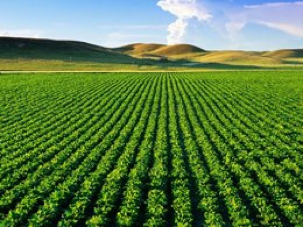 'Yaşam kaynağı için 2050'de iki günya gerekecek'