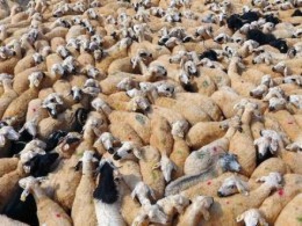 Kurbanlıklara acı çektirenlere ceza verilecek